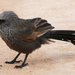 Apostlebird - Photo (c) Matt Campbell, some rights reserved (CC BY-NC), uploaded by Matt Campbell