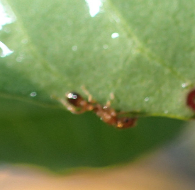 Tetramorium bicarinatum