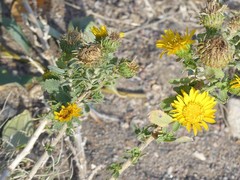 Grindelia subalpina