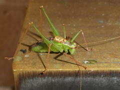 Leptophyes punctatissima