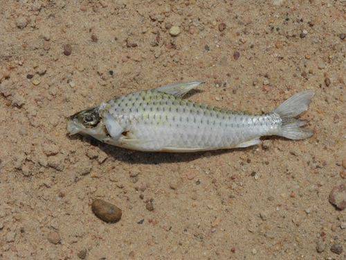 Maze Headstander (Caenotropus labyrinthicus) · iNaturalist