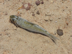 Caenotropus labyrinthicus