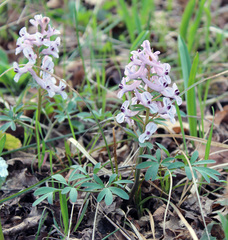 Corydalis tarkiensis
