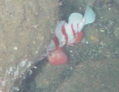 Sebastes nigrocinctus