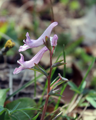 Corydalis tarkiensis