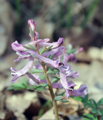 Corydalis tarkiensis