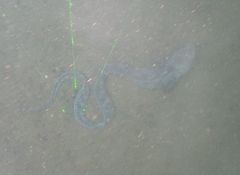 Anarrhichthys ocellatus