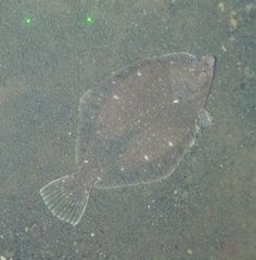 Lepidopsetta bilineata