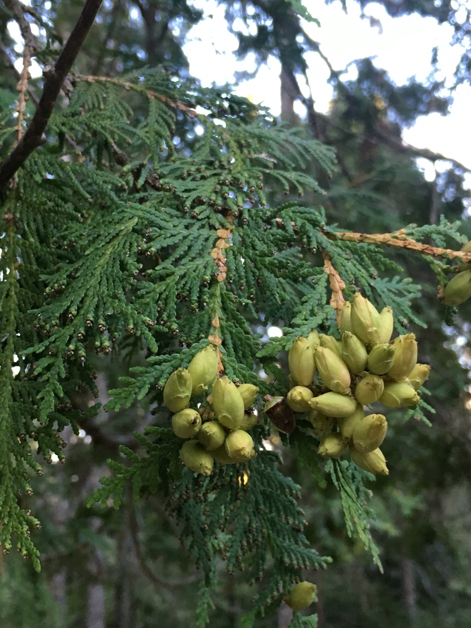 arborvitaes (Genus Thuja)  iNaturalist