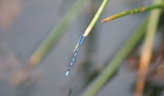 Enallagma cyathigerum