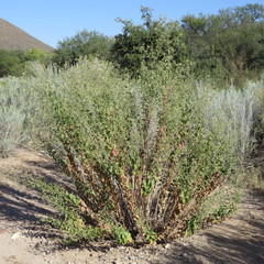 Brickellia floribunda