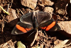 Adelpha lycorias lycorias