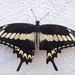 Papilio ornythion - Photo (c) Priscila, μερικά δικαιώματα διατηρούνται (CC BY-NC), uploaded by Priscila