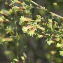Brickellia floribunda