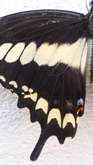 Papilio ornythion ornythion