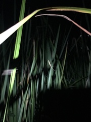 Tetragnatha straminea