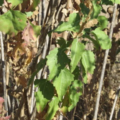 Brickellia floribunda