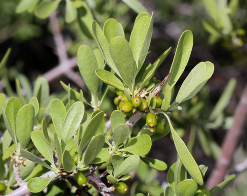 silver buffaloberry (Shepherdia argentea)