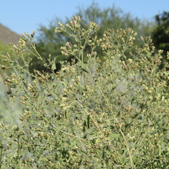 Brickellia floribunda