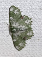 Eucyclodes fascinans