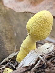 Leucocoprinus birnbaumii image