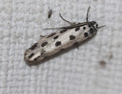 Ethmia sphaerosticha
