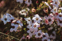 Adenandra multiflora