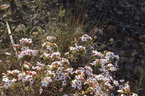 Image of Adenandra multiflora by (c) Tony Rebelo, some rights reserved (CC BY-SA)