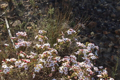 Adenandra multiflora