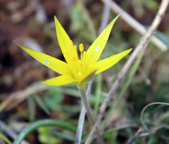 Gagea sarmentosa