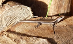 Notomabuya frenata