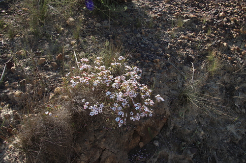 Image of Adenandra multiflora by (c) Tony Rebelo, some rights reserved (CC BY-SA)