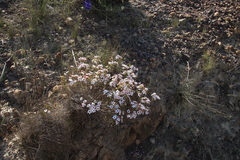 Adenandra multiflora