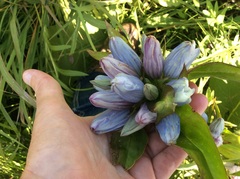 Gentiana × pallidocyanea