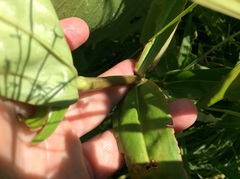 Gentiana × pallidocyanea