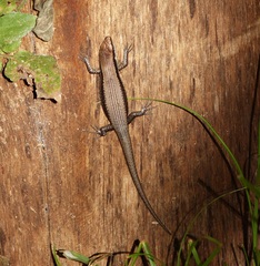 Notomabuya frenata