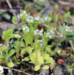 Valerianella carinata