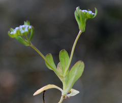 Valerianella carinata