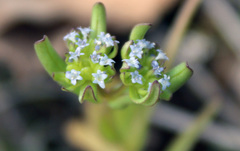 Valerianella carinata