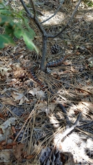 Lampropeltis pyromelana
