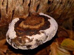 Ganoderma adspersum