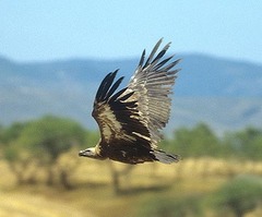 Gyps fulvus