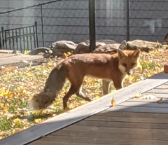 Vulpes vulpes