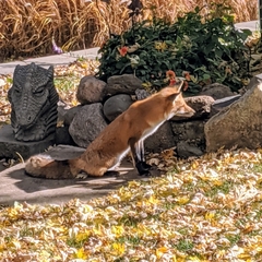 Vulpes vulpes