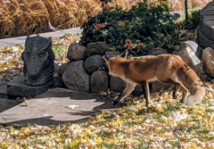 Vulpes vulpes