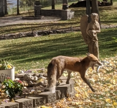 Vulpes vulpes