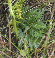 Sceptridium ternatum image