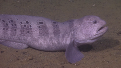 Anarrhichthys ocellatus