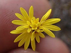 Lessingia pectinata