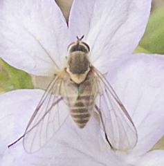 Phthiria vagans